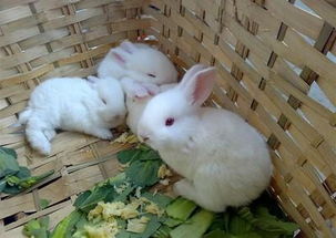 成年新西兰兔,新西兰兔价格养殖场