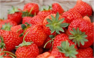 2017年草莓价格预测 为何他种的草莓能卖到6元 颗