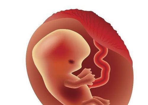 胎儿4个月 四个月的胎儿有多大