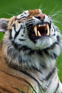 老虎和狮子,谁才是进化最完美的猫科动物