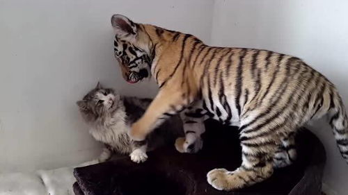 小老虎想和猫咪玩耍,哪料猫咪却被小老虎吓得躲在角落不敢动 