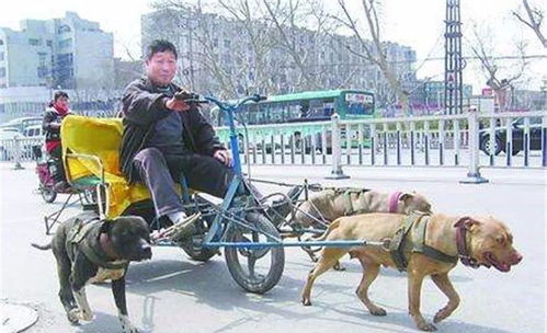 狗狗拉车帮主人送牛奶,六年来每天两次风雨无阻