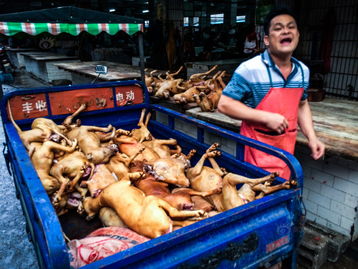 广西玉林狗肉节将近 多家摊位缺 狗肉 