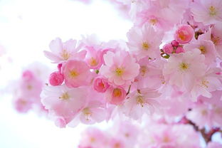 关于樱花精神的诗句