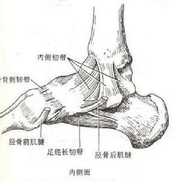 脚踝骨头结构示意图 搜狗图片搜索