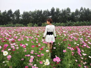 形容女人像花的词