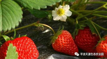 尝鲜草莓季,天源欢迎您 好吃 省钱 还有无公害蔬菜免费送
