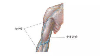 这条静脉为何称为 贵要静脉