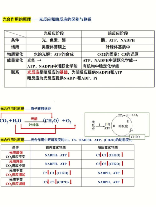 高考生物重点题型归纳 细胞呼吸和光合作用 