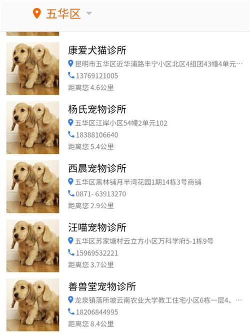 昆明养犬登记证可在线申办 微信搜索 昆明市养犬服务平台 