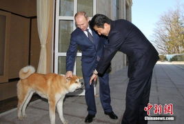 日本首相安倍晋三会晤普京 向宠物狗 示好 