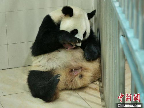 中国大熊猫保护研究中心大熊猫 鑫鑫 产下一只大熊猫幼仔