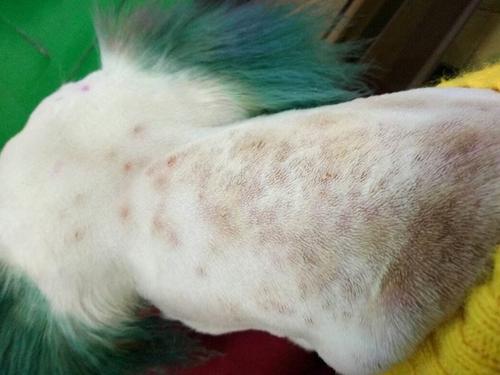 狗狗螨虫皮肤病症状（狗狗肚子上螨虫黑点图）