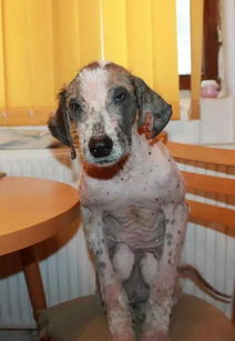 一只伤痕累累的丑陋流浪狗,被拯救两年后它完全不