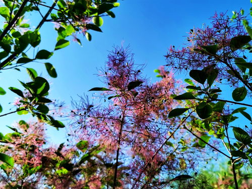 黄芦花红槐花香, 小清河畔好风光 