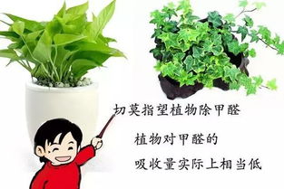 小白求问植物如何吸附甲醛