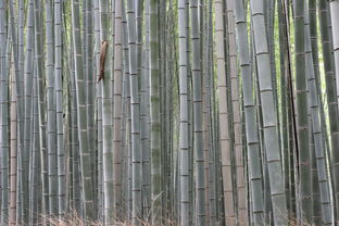 荻竹，一种独特的植物，荻竹是什么意思