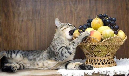 千万不要给猫咪吃这些水果,有哪些东西赶紧来看看吧