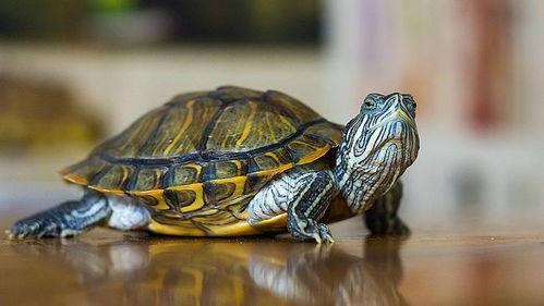 乌龟,到底为什么 成为了生物学家的噩梦