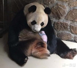 在四川成都迎来了2017年全球第一对新生圈养大熊猫双胞胎的诞生