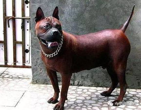 中国本土 最凶猛的猎犬 ,被誉为 中国比特 ,已频临灭绝......