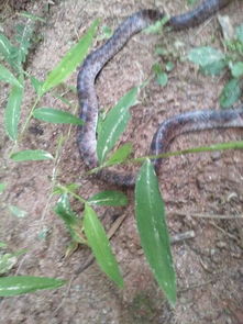 大家知道这是什么蛇吗 有好多在我家旁边 
