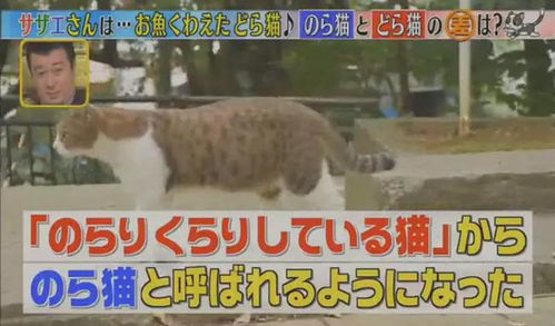 流浪猫 的日语有两种表达,区别在于哪