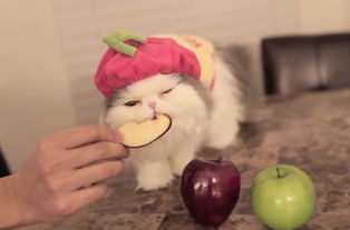 猫咪最能吃与不能吃的水果大全 