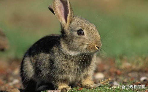 兔子的26种肢体语言,读懂并了解,它就会信任你
