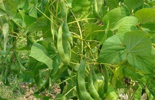 玉豆的种植方法技术,东北种晚芸豆最佳时间