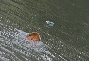 苏州有只 环保狗 10年捡瓶超过2000只 图 