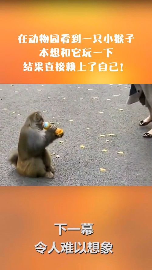 在动物园看到一只小猴子,本想和它玩一下,结果直接赖上了自己 