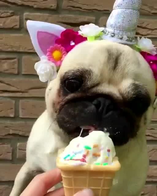 喂狗狗吃冰淇淋 