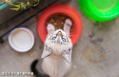 猫咪为啥容易得尿路结石 不只是跟喝水有关,铲屎官得多方面预防