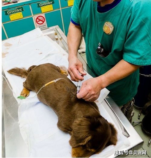 犬冠状病毒临床症状 犬冠状病毒是不是犬瘟细小