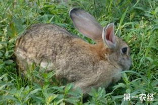 肉兔品种之比利时兔