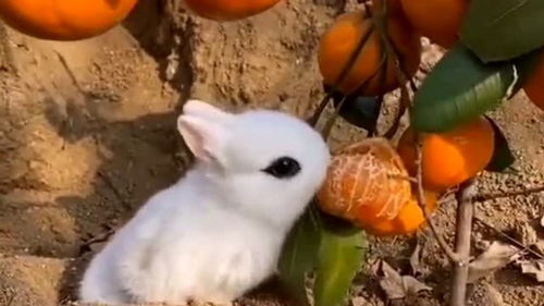 原来小兔子也爱吃水果,都说兔子不吃窝边草,它把窝边的橘子都给吃了 