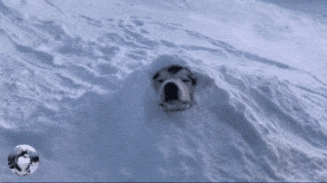 雪中遛狗的不完全指南,出门要给狗狗穿衣服保暖,雪橇犬除外