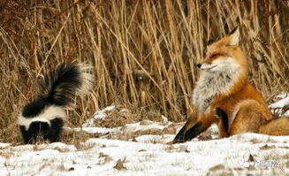 狐狸想捕食臭鼬,网友 一个臭屁就可叫狐狸流泪