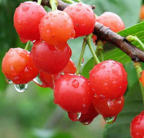 春节马到了千禧年大家虎虎生威,多吃3种幸福果,寓意吉祥如意