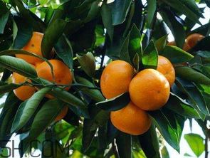 橘柚的高效栽培技术,黄岩蜜桔种植技术