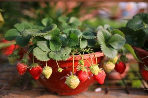 草莓种子怎么种,草莓种子什么时候种好，草莓种子的播种方法？