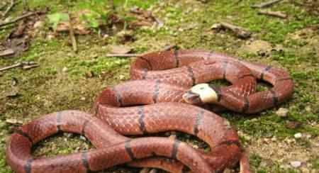 在农村菜园子,看到一条红蛇,这种红蛇是什么蛇 