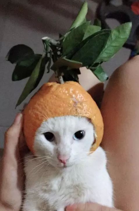 吃橘子给猫咪吃出了新帽子,网友的这招太绝了