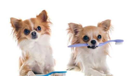 不刷牙会对狗的健康产生口臭外还有哪些影响