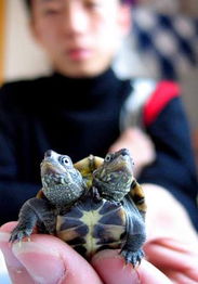 青岛发现罕见双头乌龟