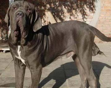 世界上最凶的狗,世界上最凶的狗 第一名