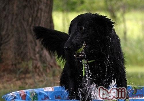 平毛寻回猎犬的饲养要点