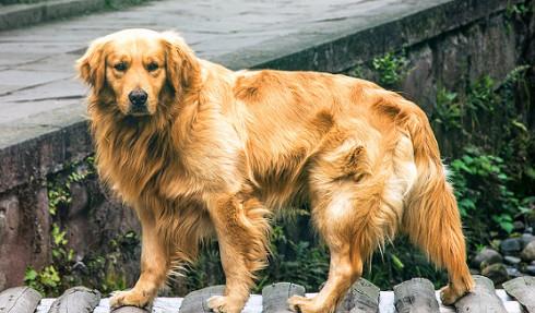 男生最适合养的5种狗狗,金毛上榜,第一带出去遛超拉风