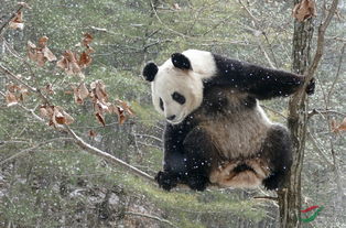 大熊猫不会冬眠吗 